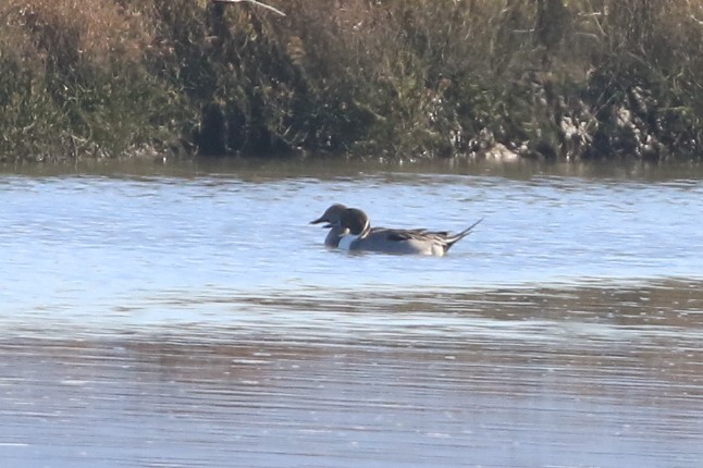 Northern Pintail - ML390085421