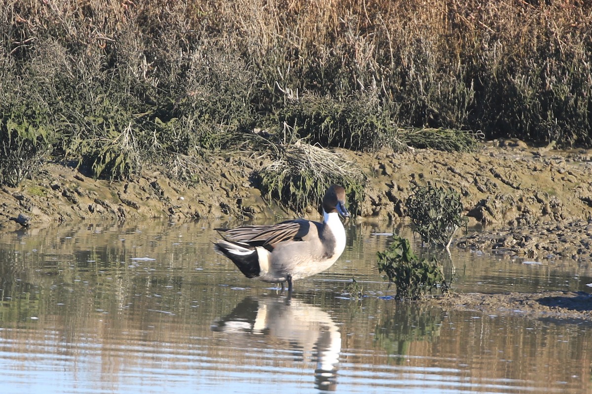 Northern Pintail - ML390085431