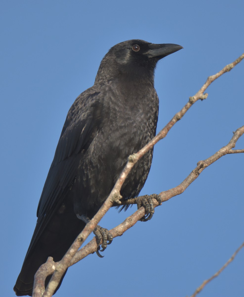 American Crow - ML390086481