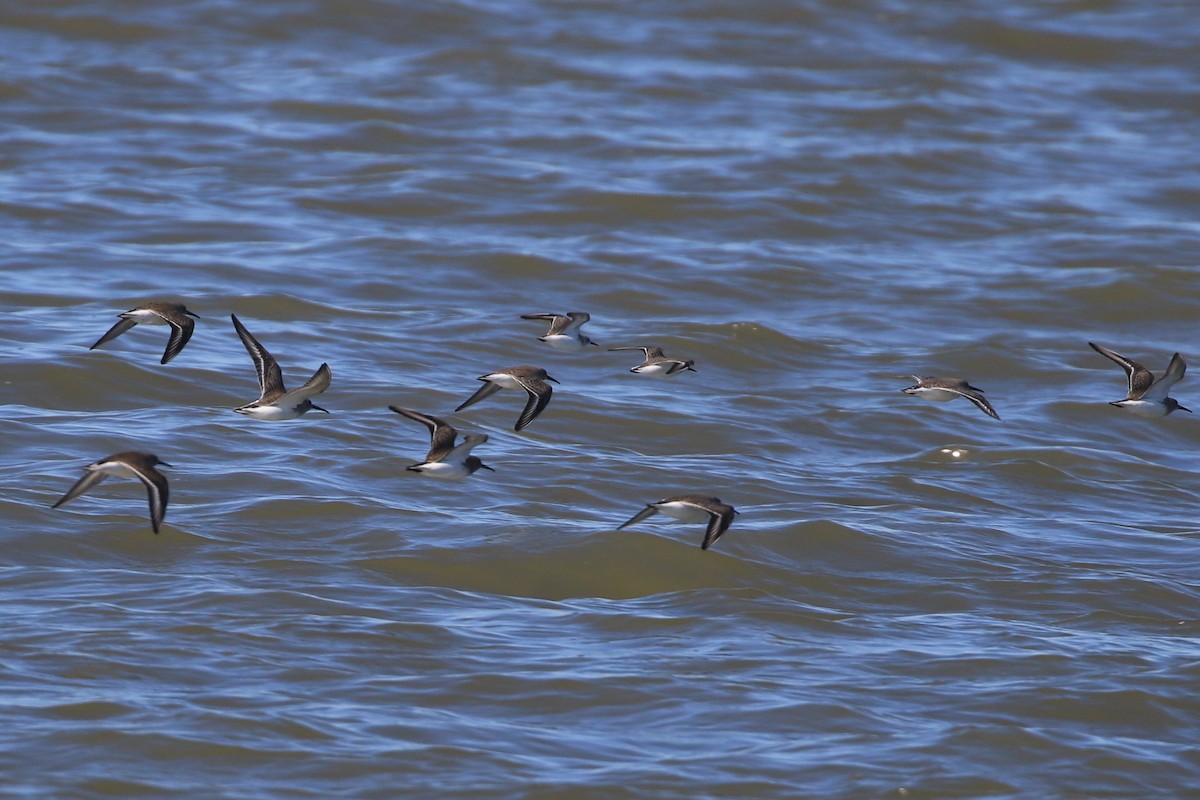 Dunlin - ML390086701