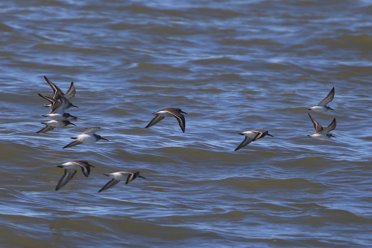 Dunlin - ML390086711