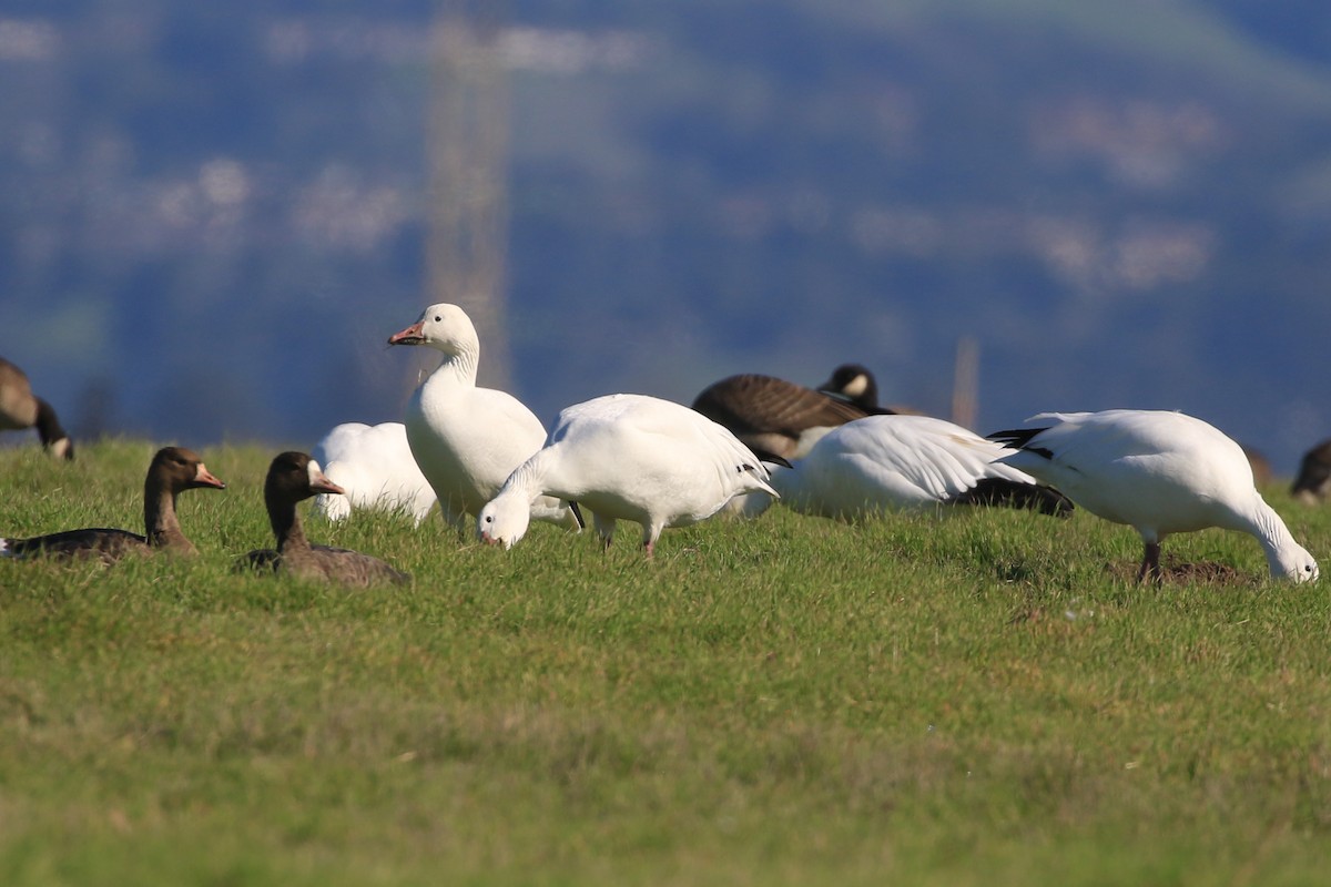 eBird Checklist - 20 Nov 2021 - Hayward Regional Shoreline - 57 species ...