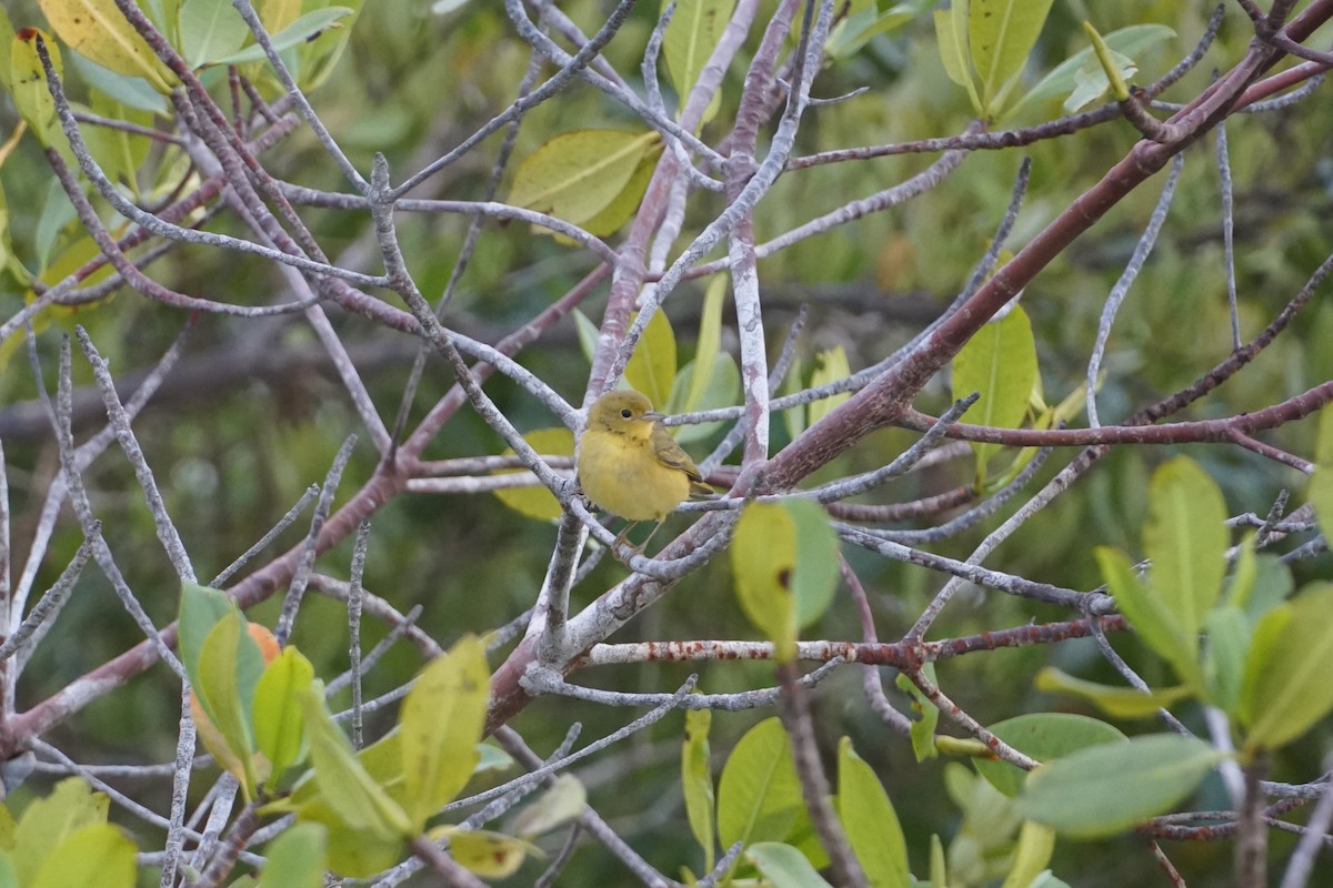 Yellow Warbler (Mangrove) - ML390087221