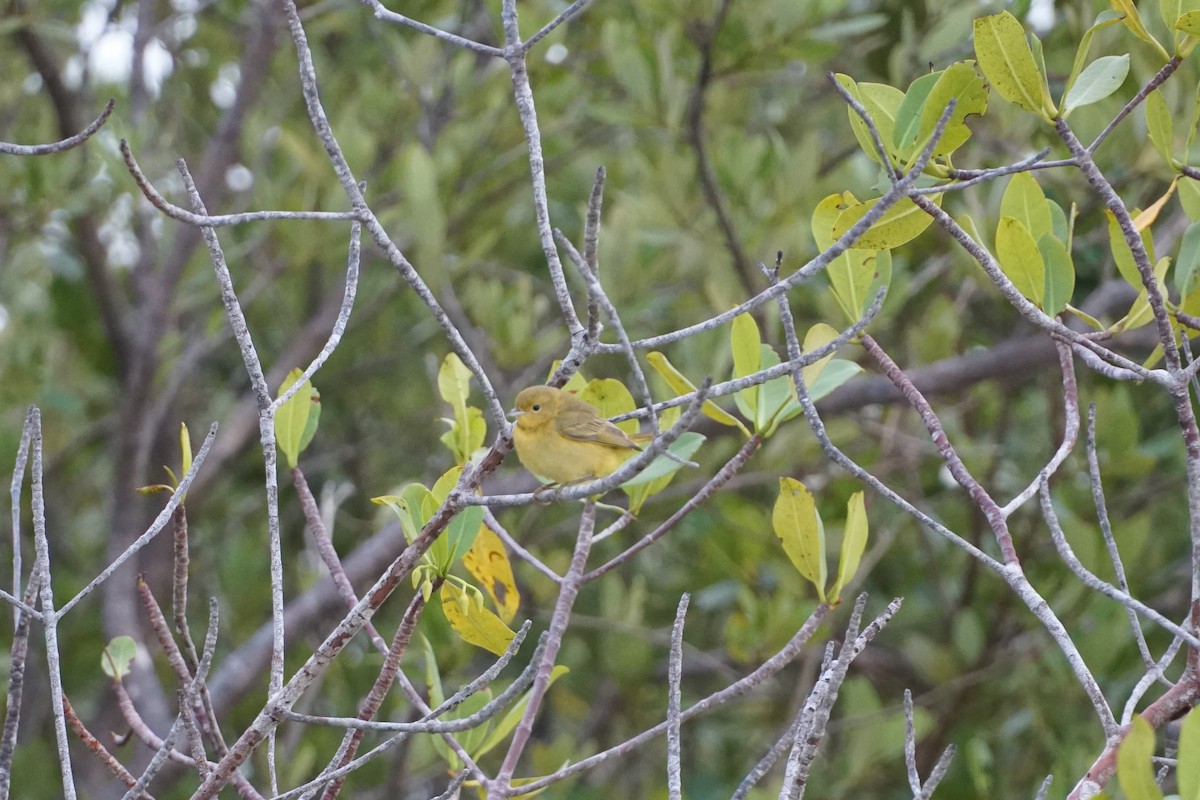 Yellow Warbler (Mangrove) - ML390087231