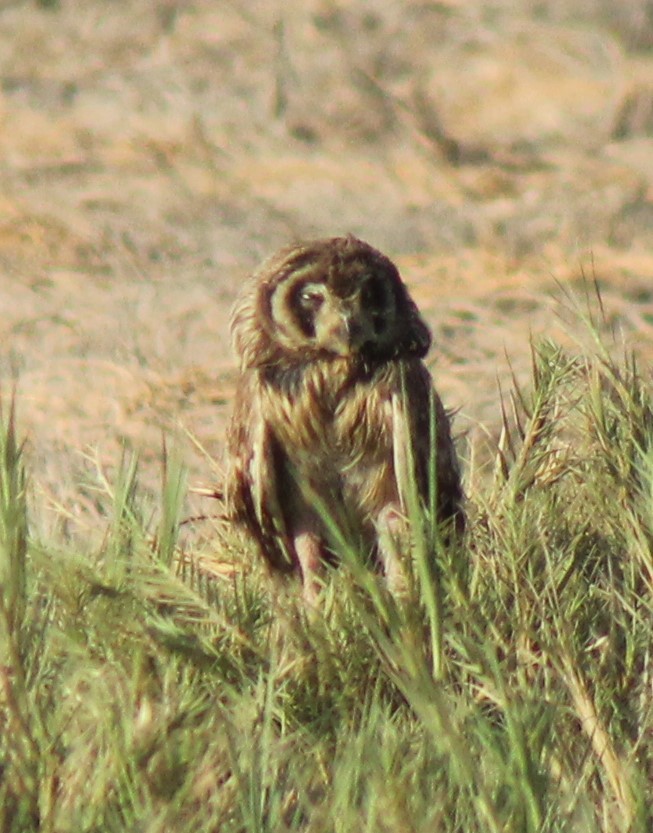 Short-eared Owl - ML390087831