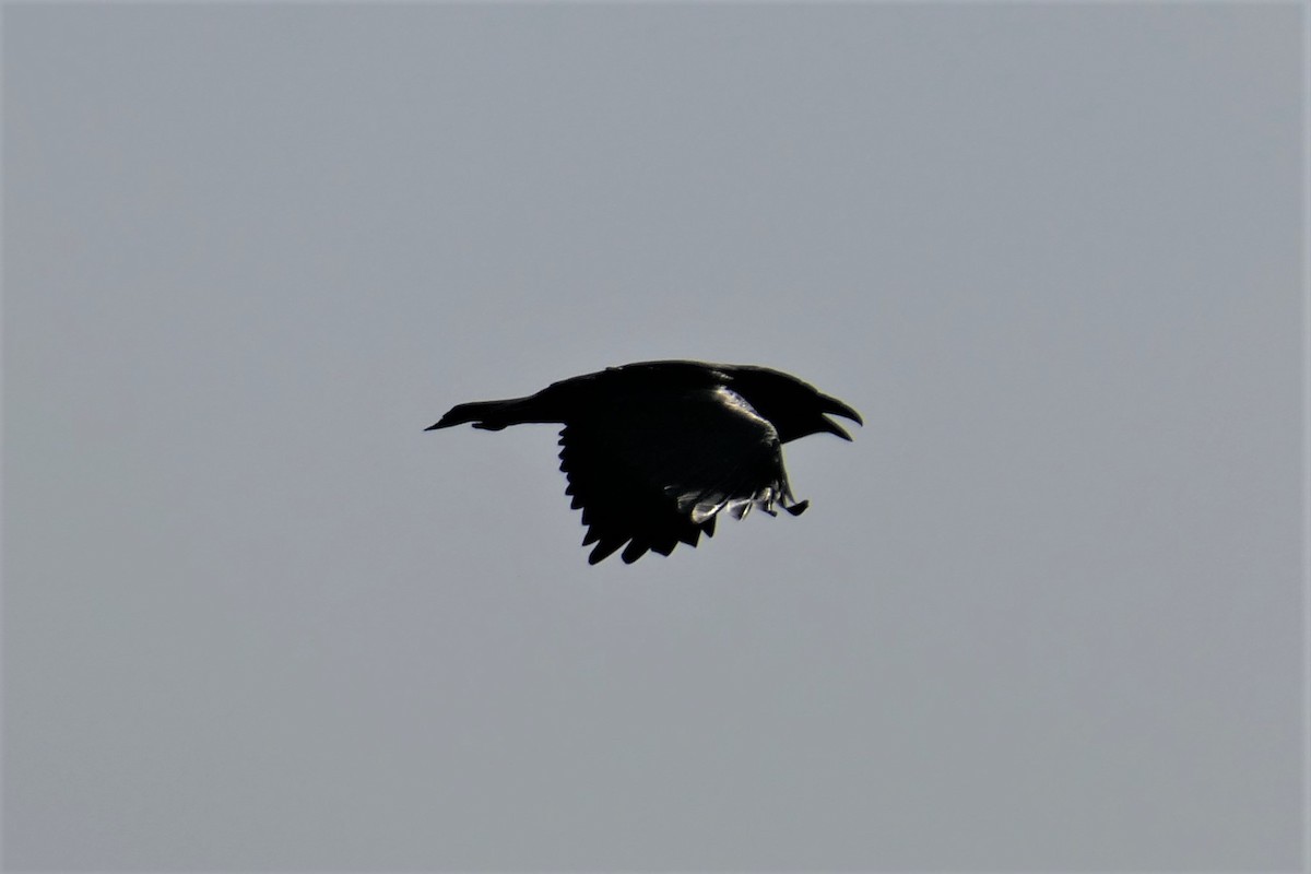 Common Raven - ML390089911