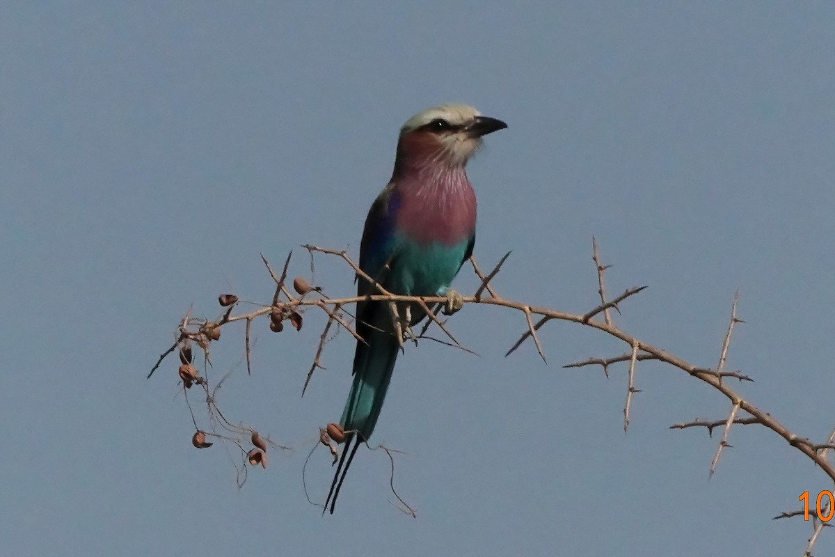 Lilac-breasted Roller - ML390092071