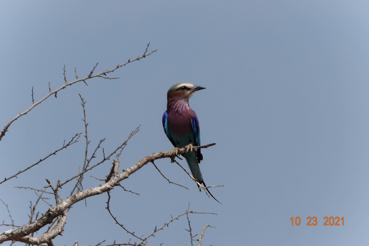 Lilac-breasted Roller - ML390093071