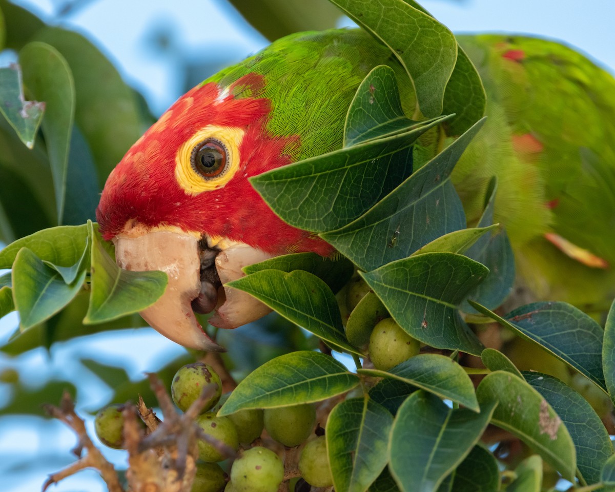Red-masked Parakeet - Henrey Deese