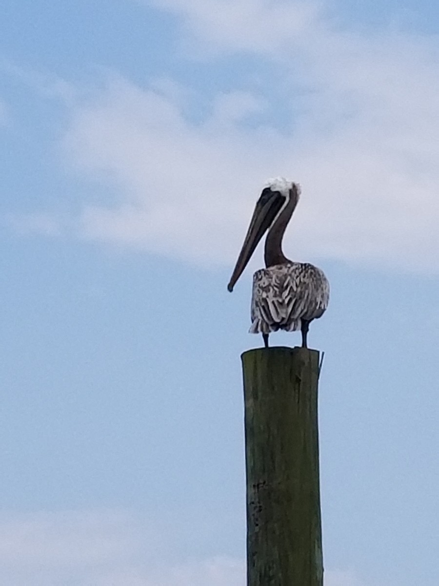 Brown Pelican - ML390094541