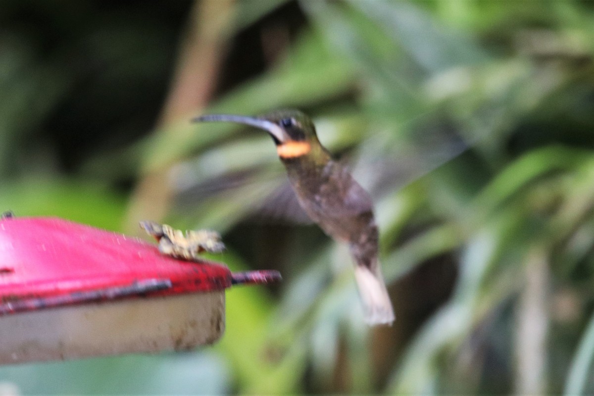 kolibřík světloocasý - ML390094761