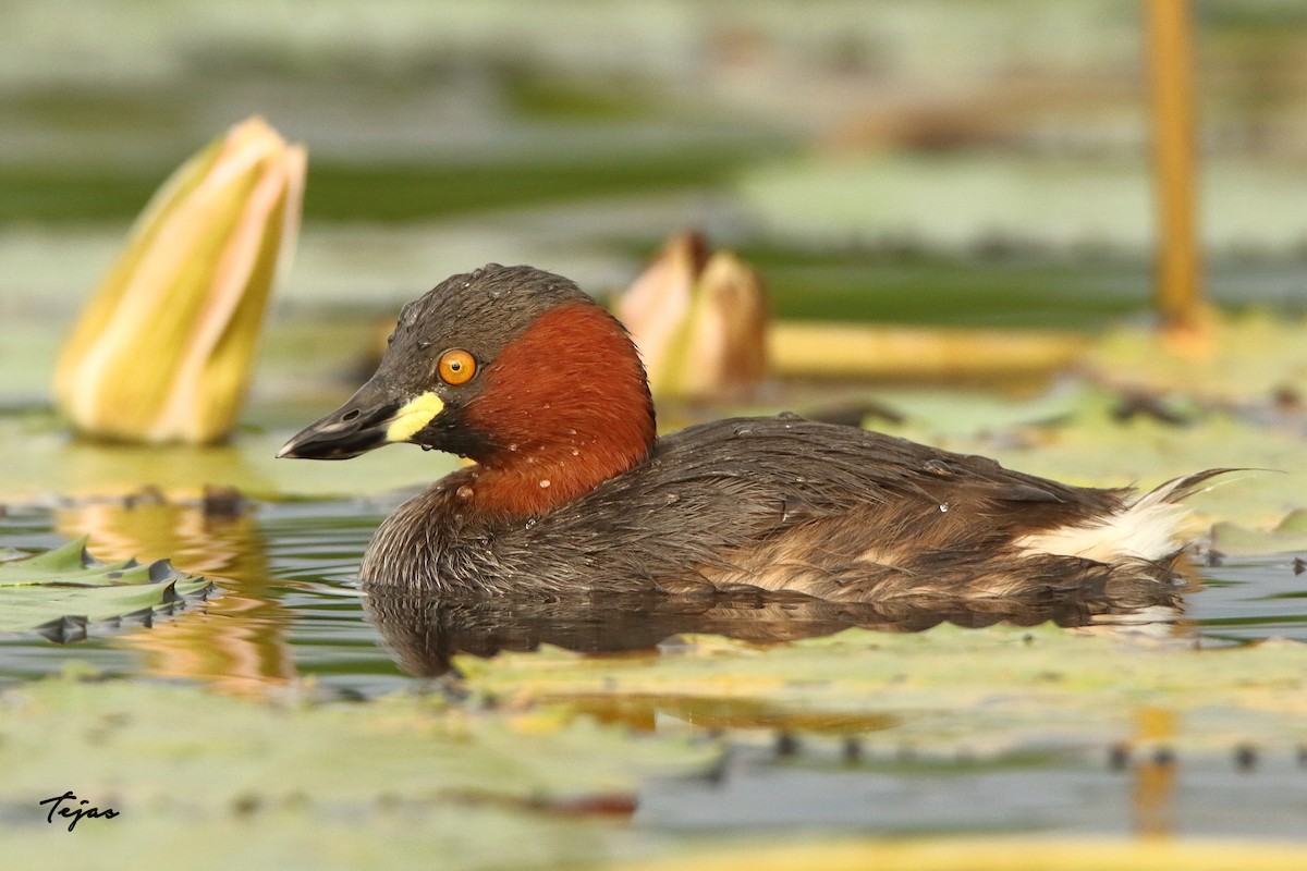 Little Grebe - ML390096191