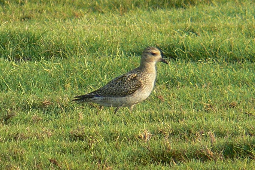 Pacific Golden-Plover - Knut Hansen