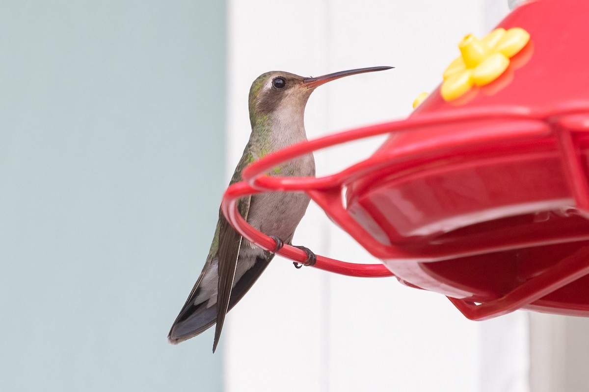 Broad-billed Hummingbird - ML390097961