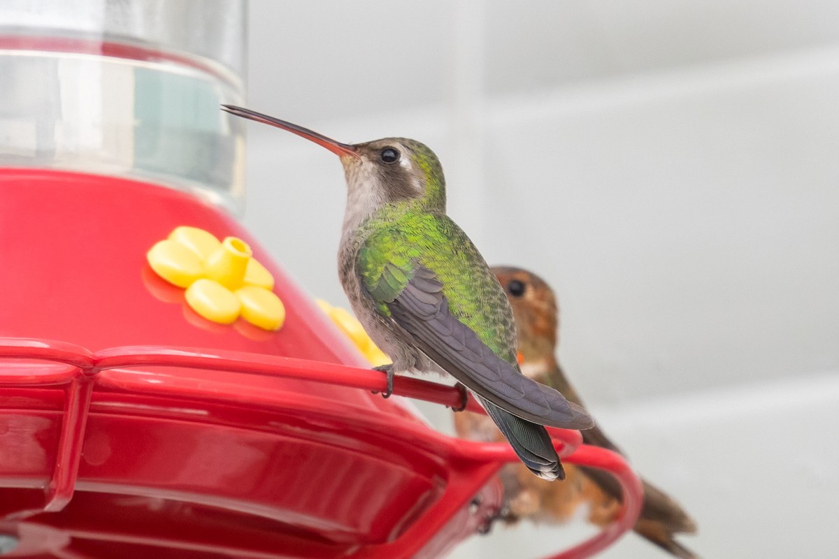 Broad-billed Hummingbird - ML390097971