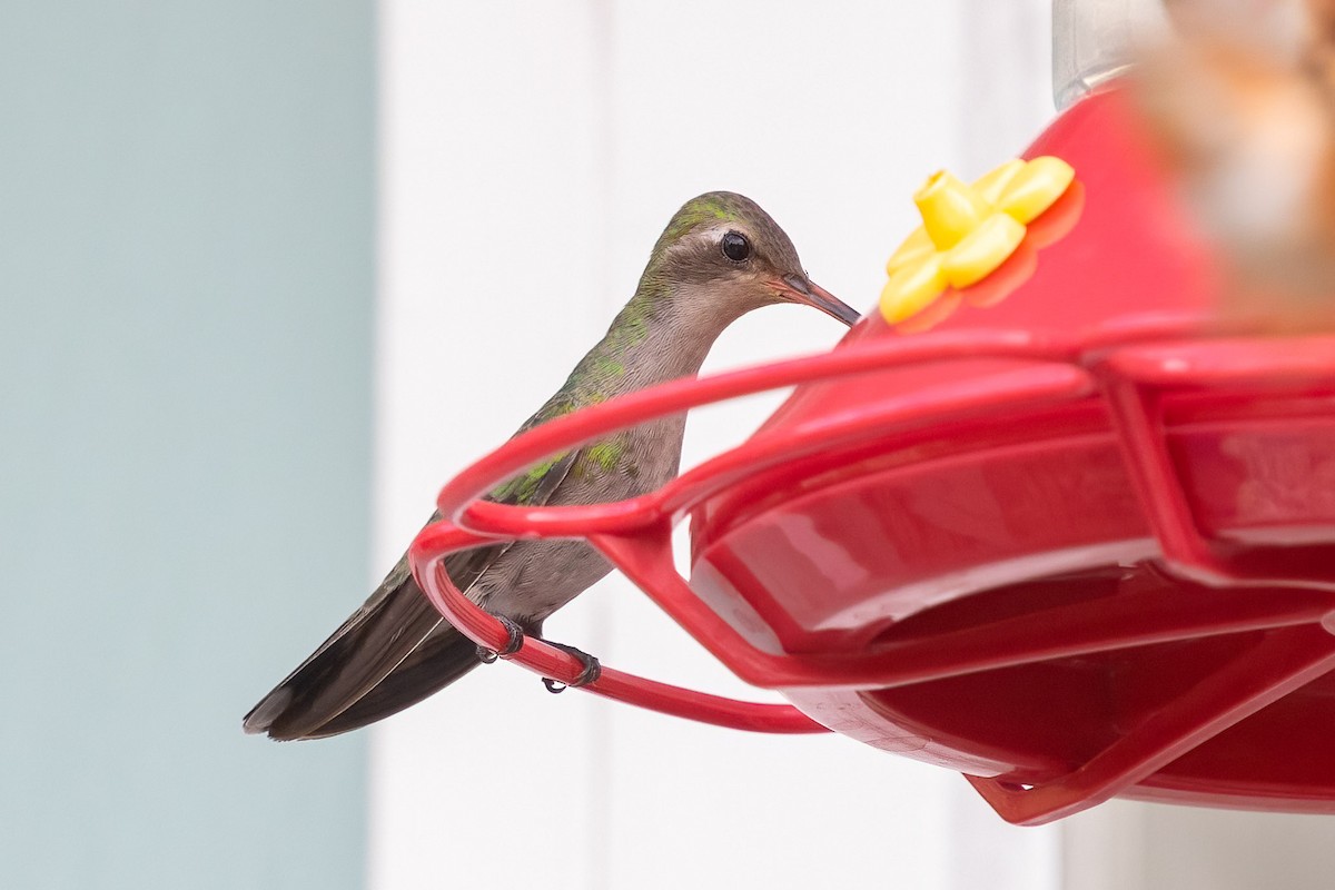 Broad-billed Hummingbird - ML390097981