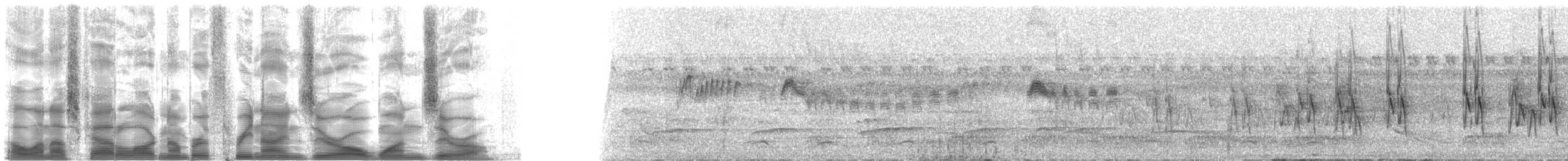 Rotscheitel-Maskentyrann [similis-Gruppe] - ML39010