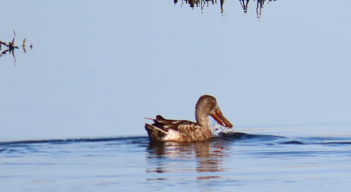 Northern Shoveler - ML390102391