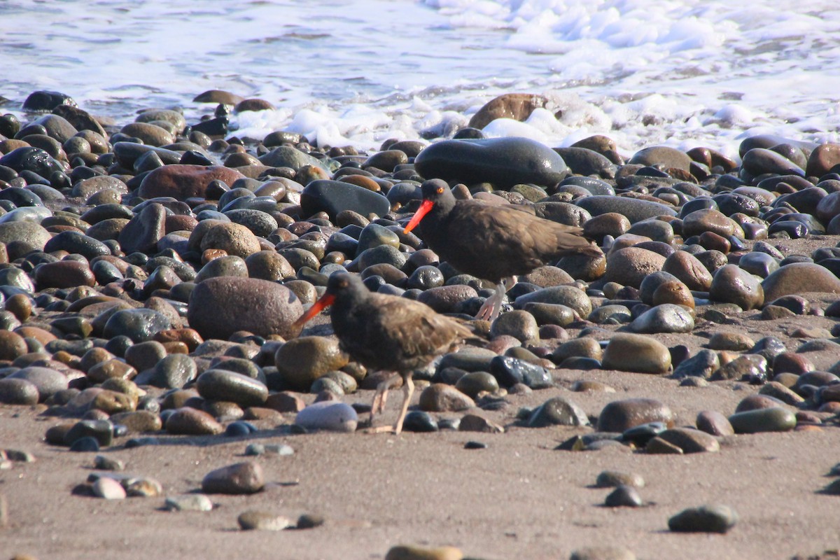 Blackish Oystercatcher - ML390102451