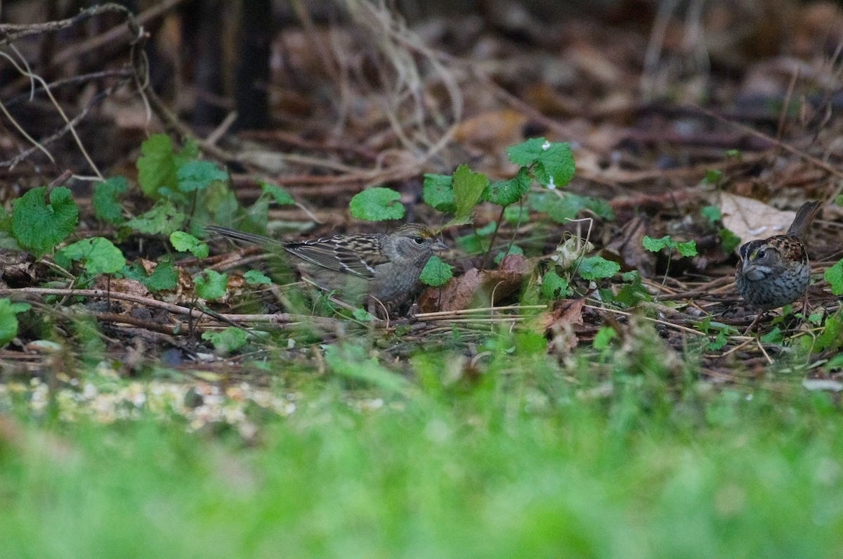 Golden-crowned Sparrow - ML390104161
