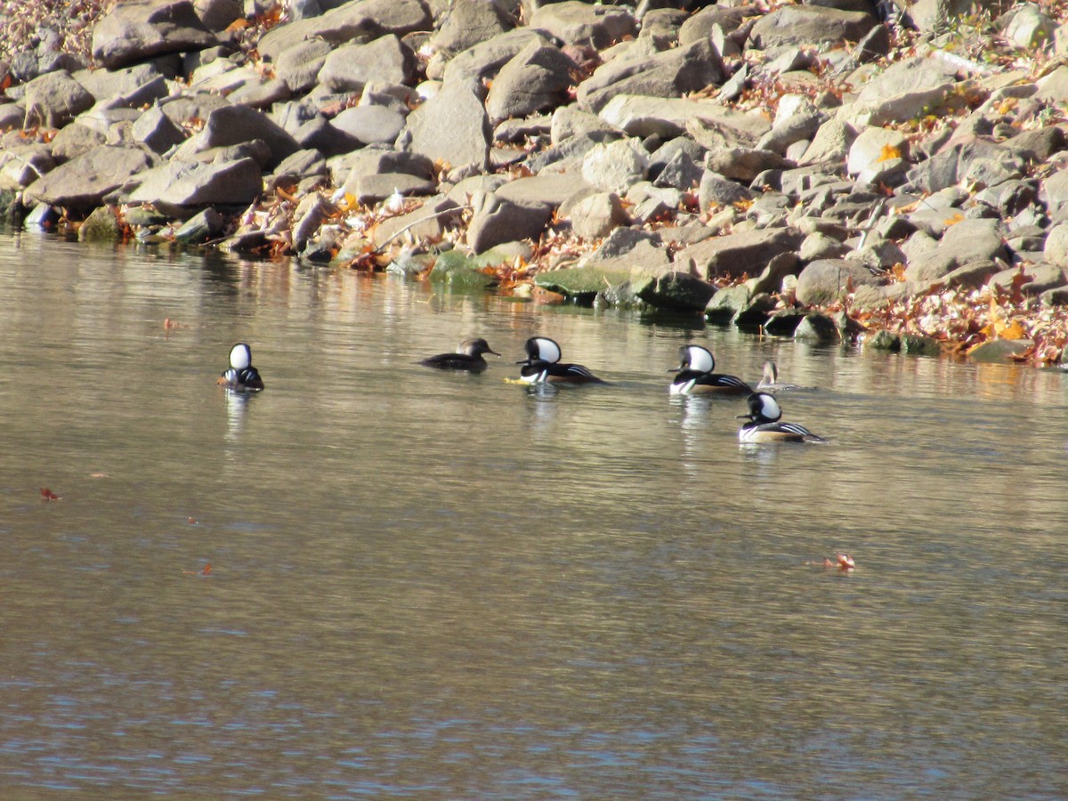 Hooded Merganser - ML390104481