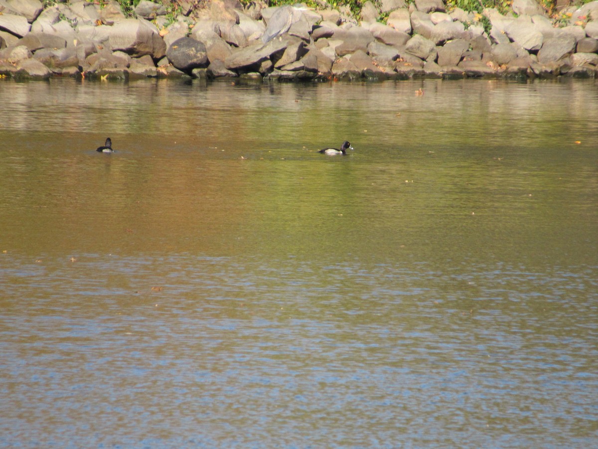 Ring-necked Duck - ML390104561