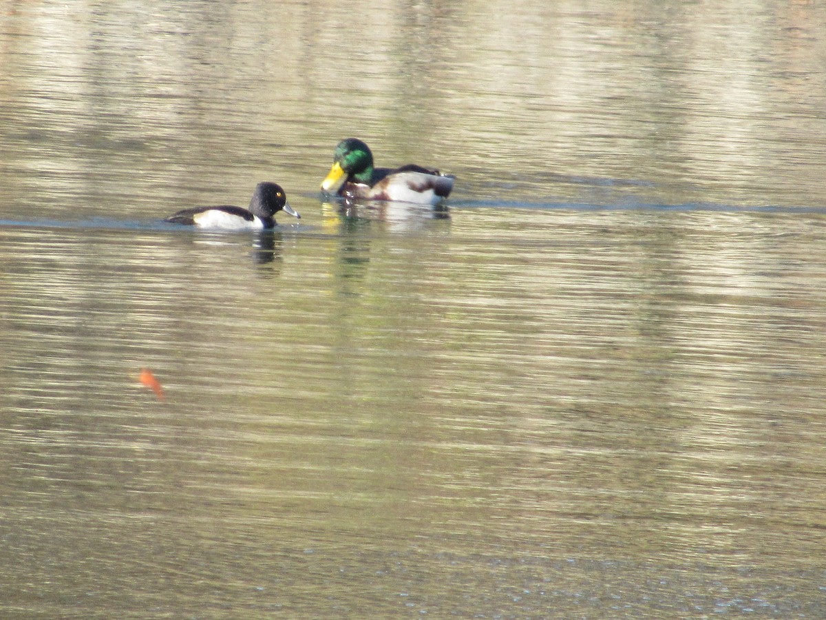 Ring-necked Duck - ML390104611