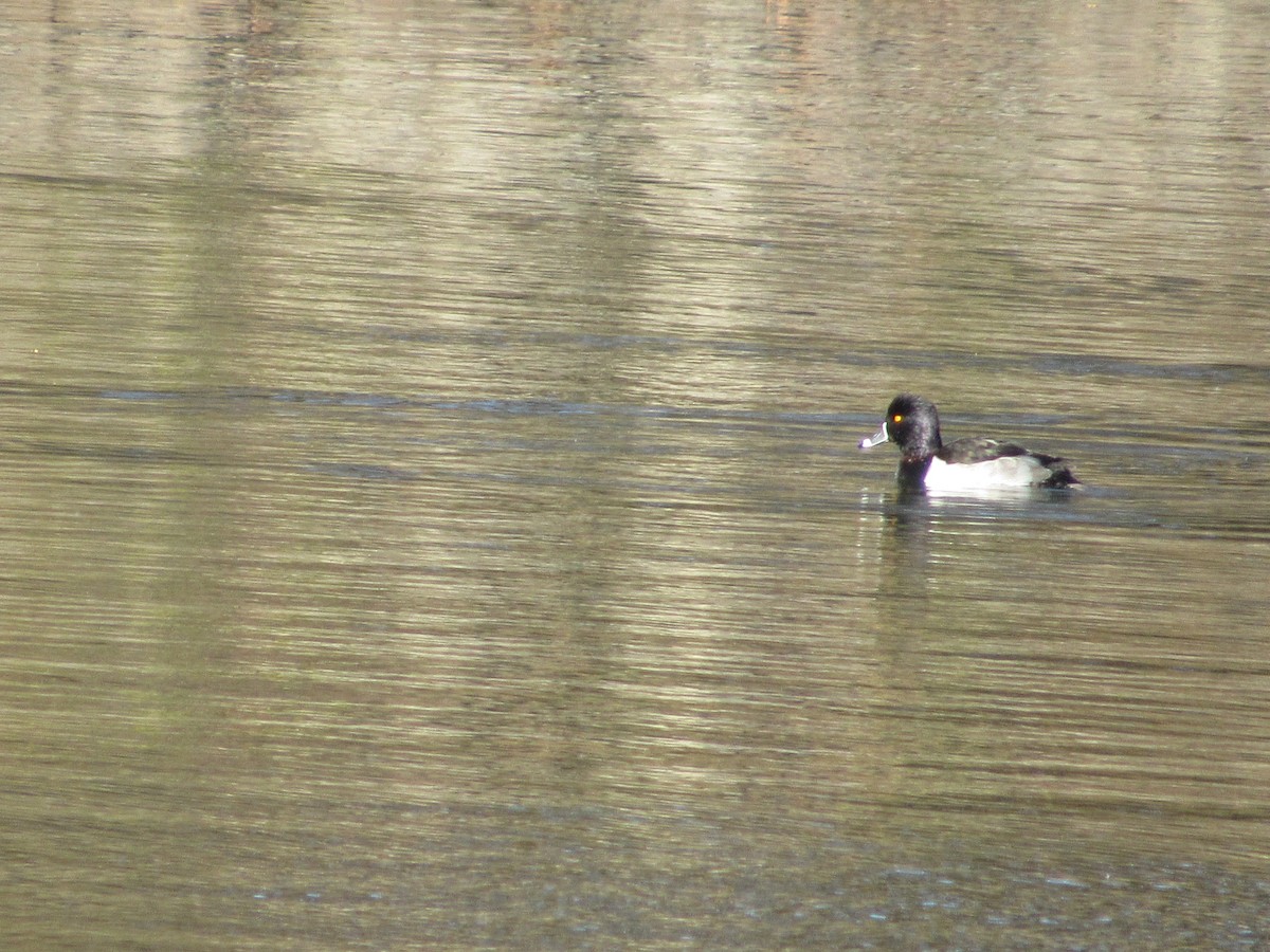 Ring-necked Duck - ML390104891