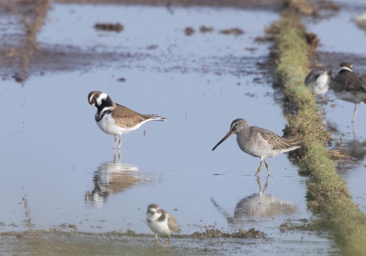 Long-billed Dowitcher - ML390104981
