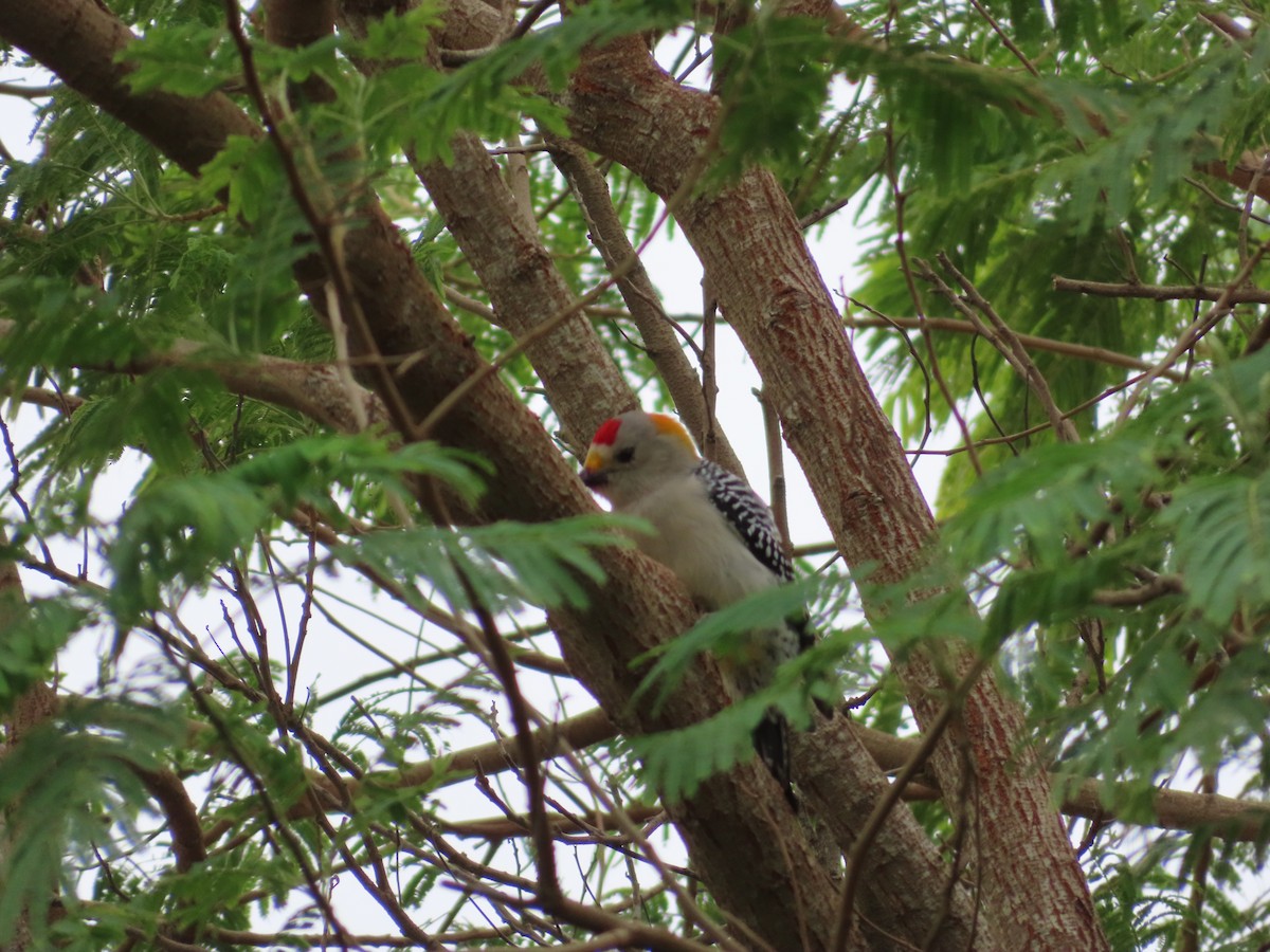 Golden-fronted Woodpecker - ML390105131