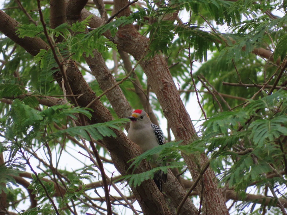 Golden-fronted Woodpecker - ML390105281