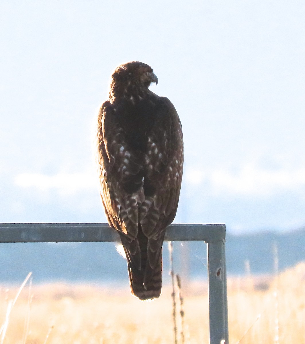 Red-tailed Hawk - ML390105511