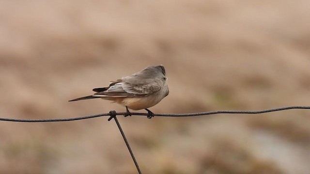 Say's Phoebe - ML390105601