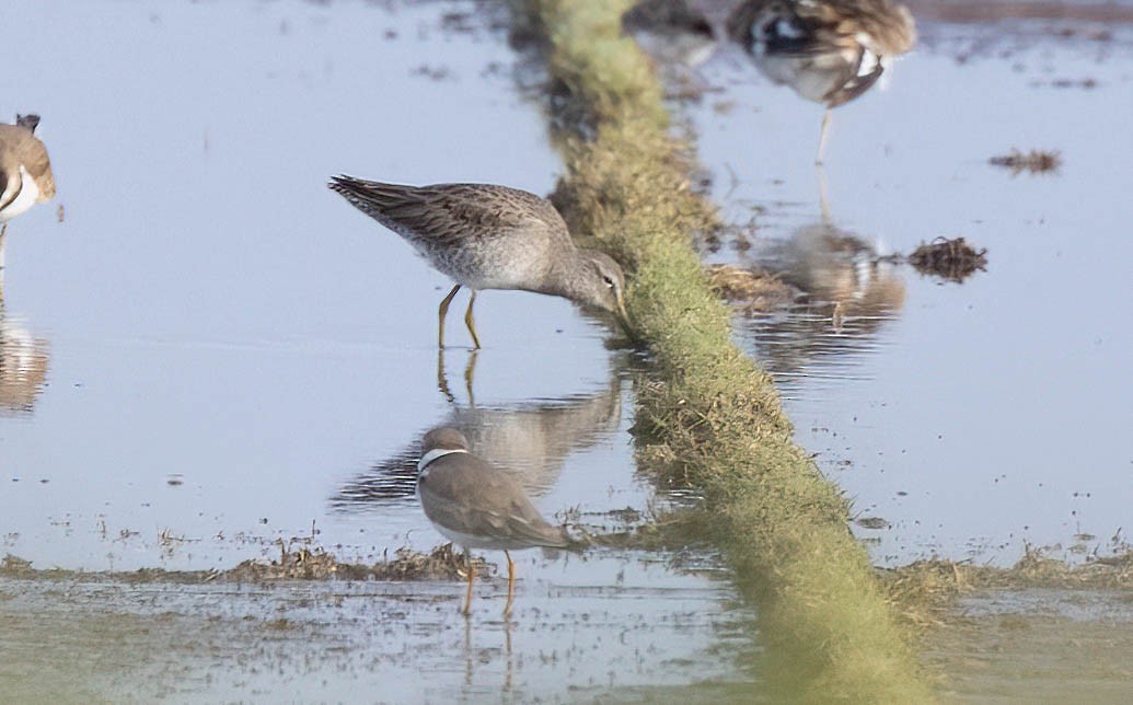 Long-billed Dowitcher - ML390105721