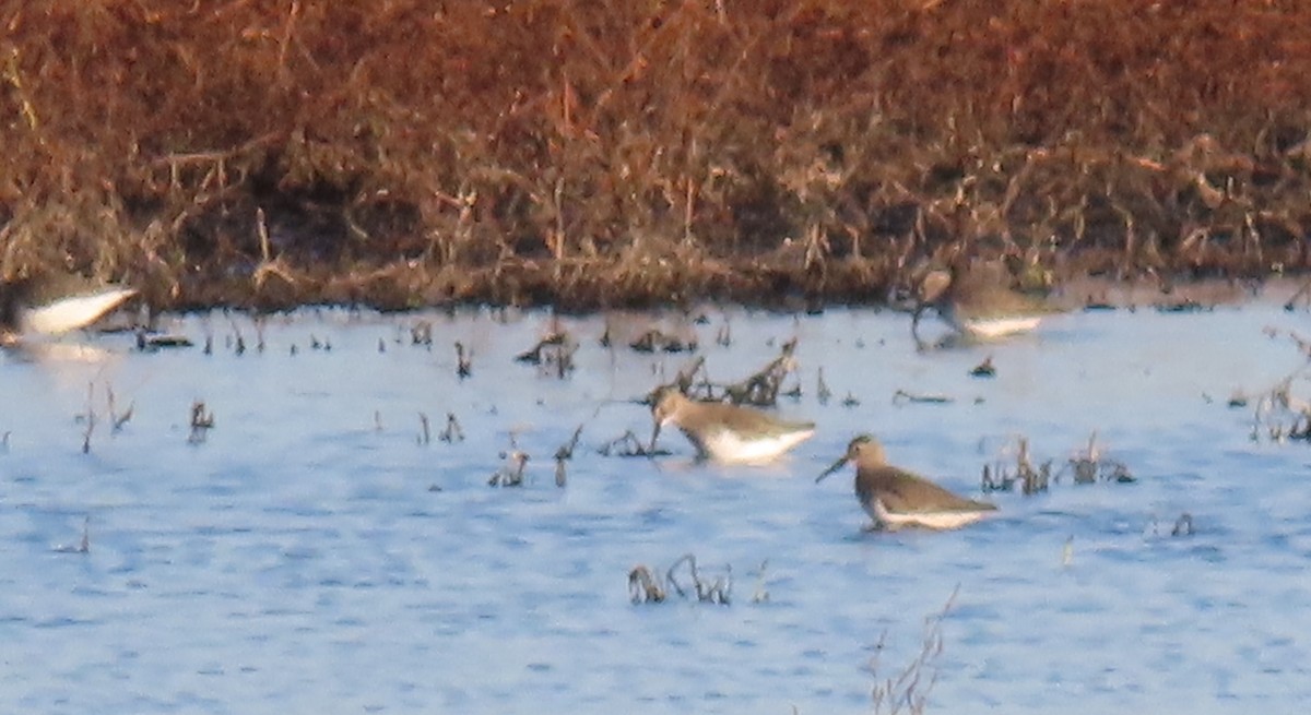 Dunlin - ML390106051