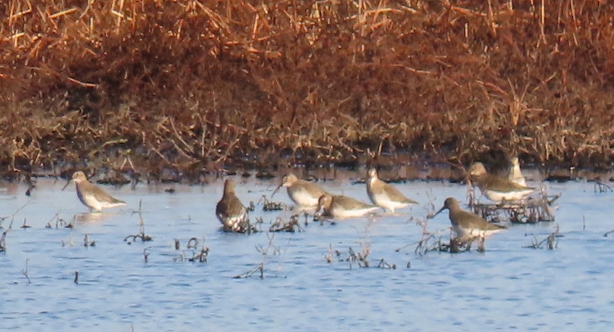 Dunlin - ML390106071