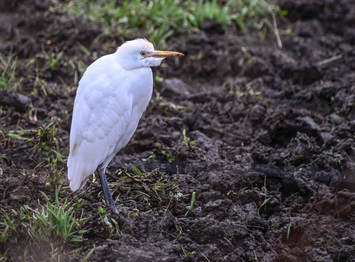 Western Cattle-Egret - thomas berriman