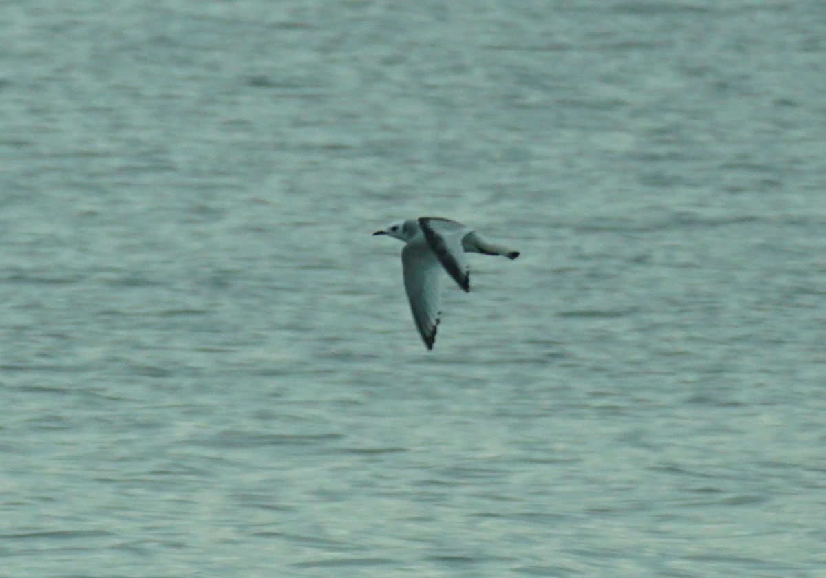 Black-legged Kittiwake - ML390107051