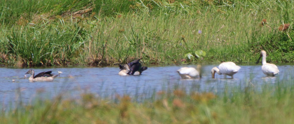 Knob-billed Duck - ML390107171