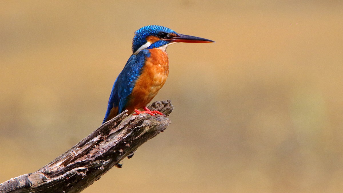 Common Kingfisher - ML390107301