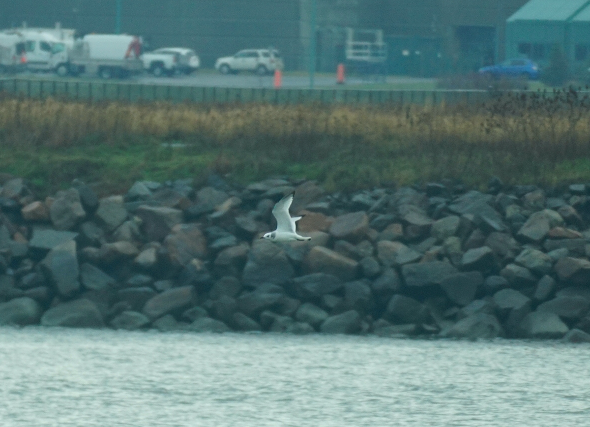 Black-legged Kittiwake - Émile Brassard-Gourdeau