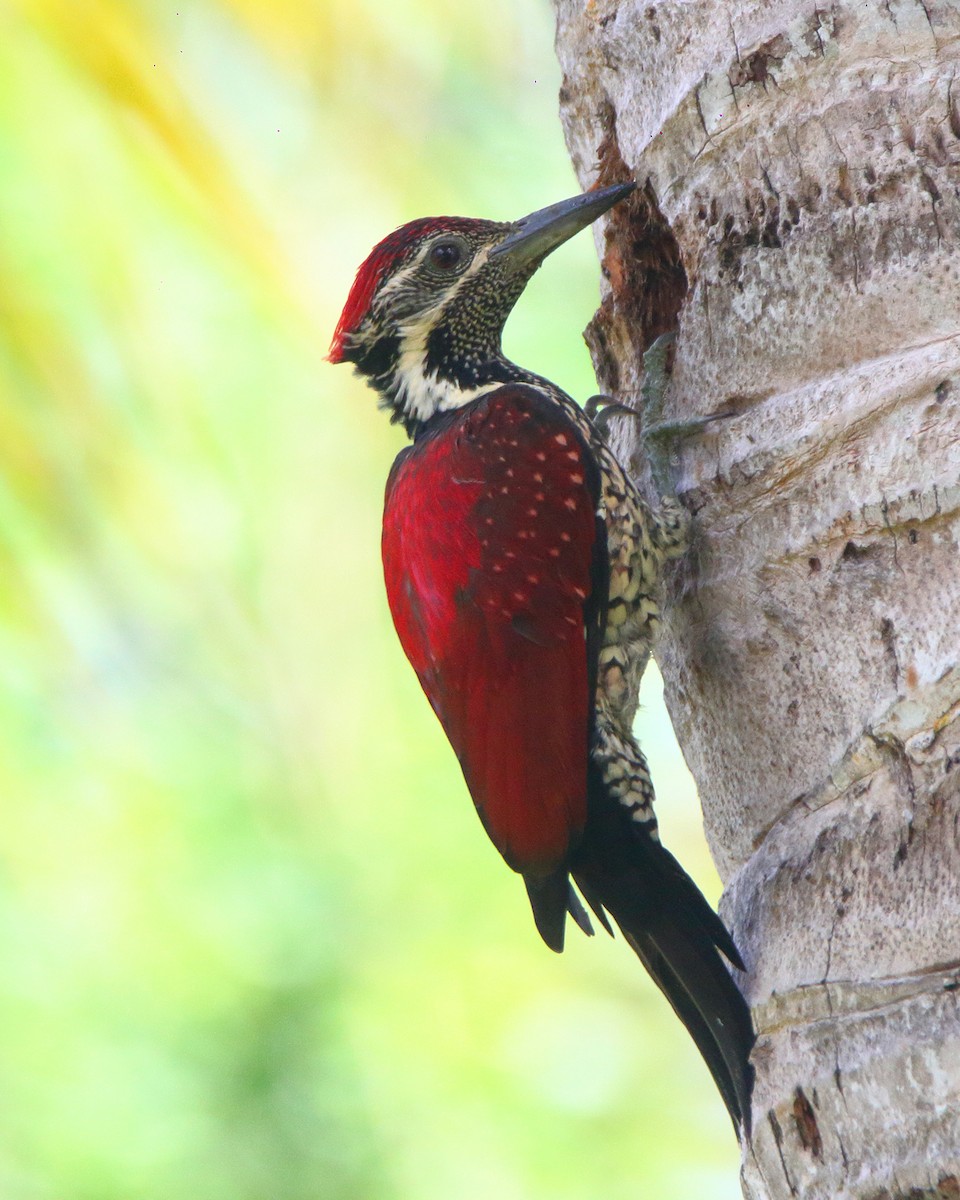 Red-backed Flameback - ML390107901