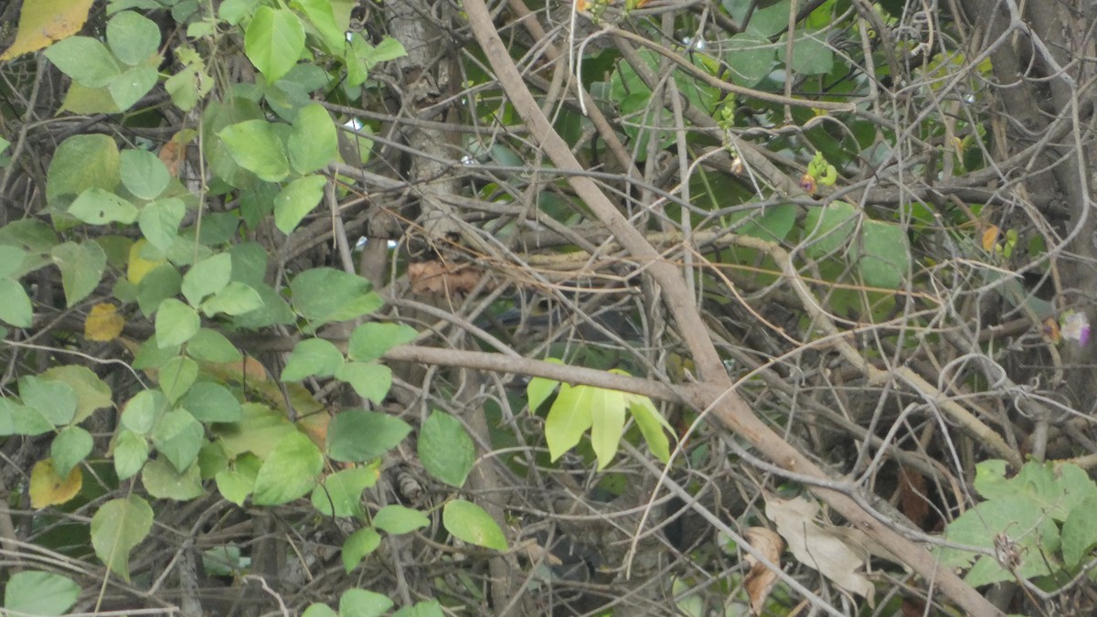 White-backed Night Heron - ML390110521