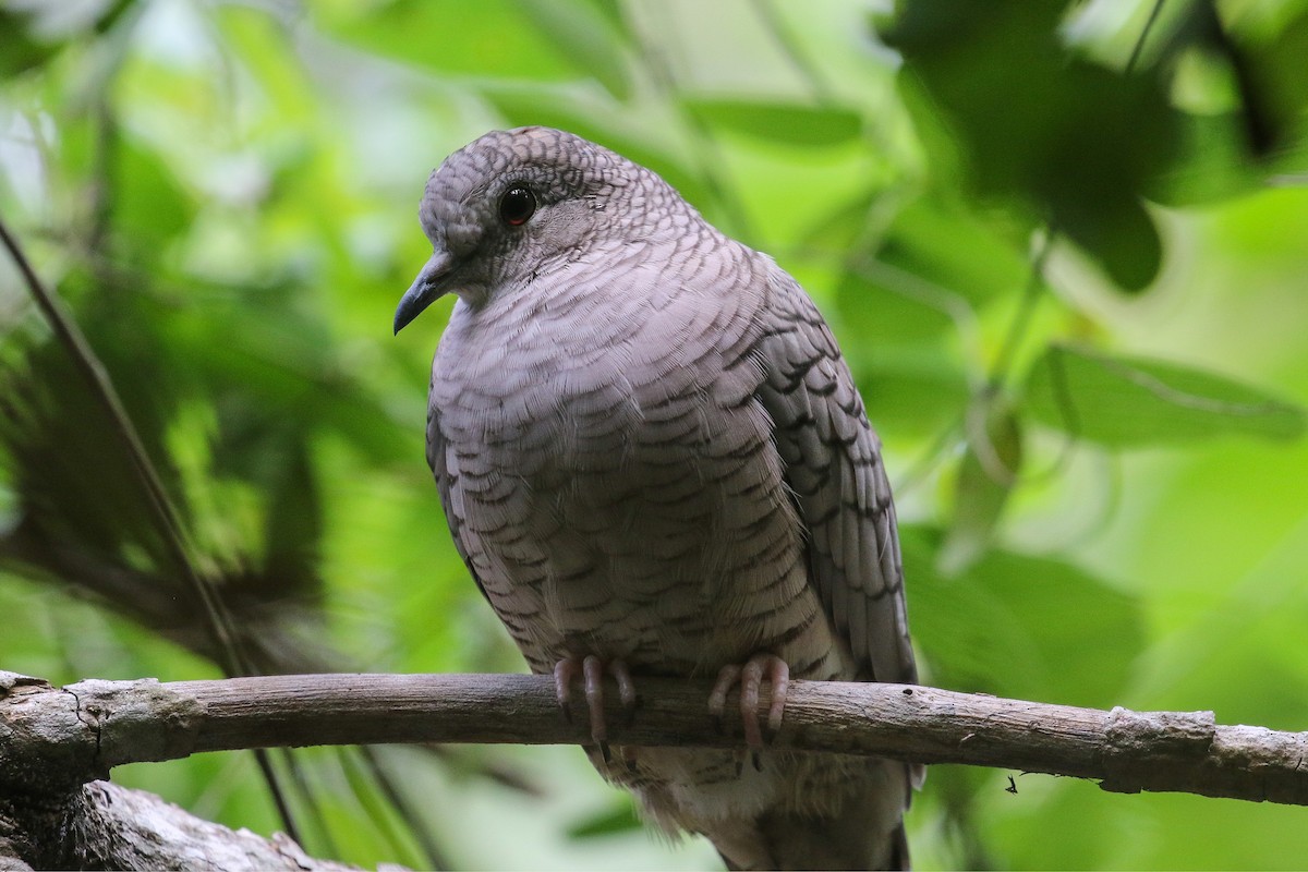 Inca Dove - Victor Stoll