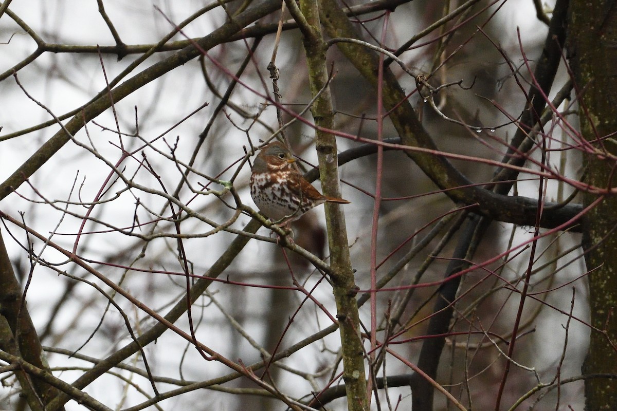 Fox Sparrow - ML390113181