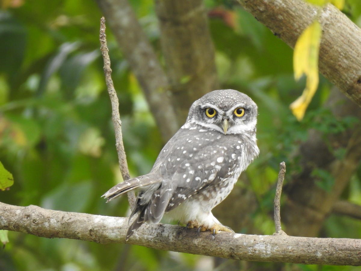 Spotted Owlet - ML390114541