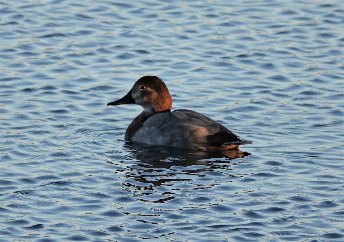 Common Pochard - ML390115581