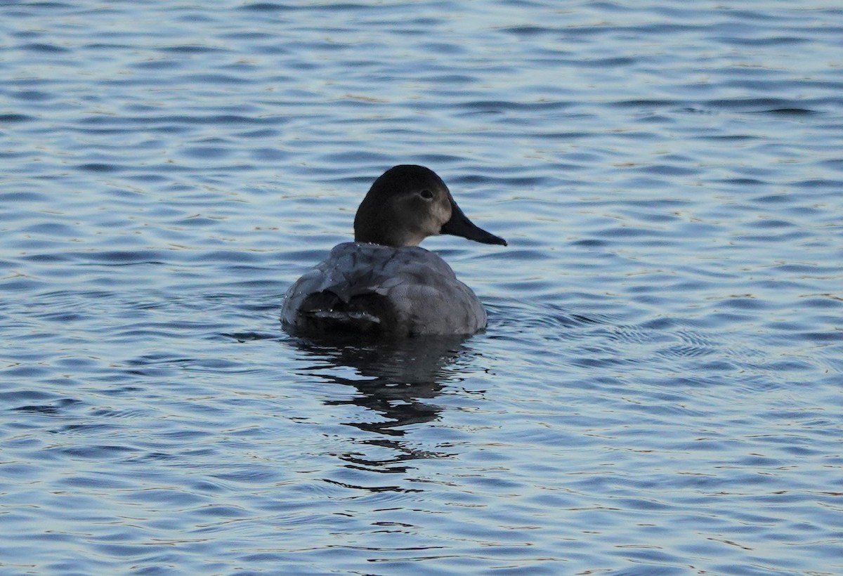 Common Pochard - ML390115601