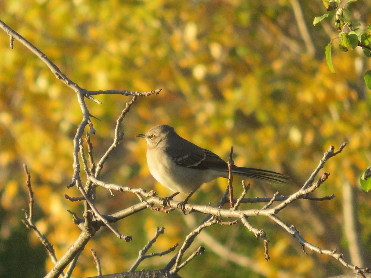 Northern Mockingbird - ML39011641