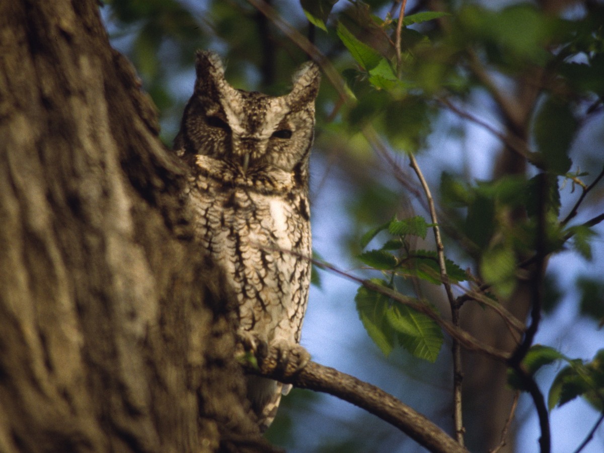 Eastern Screech-Owl - ML390116731